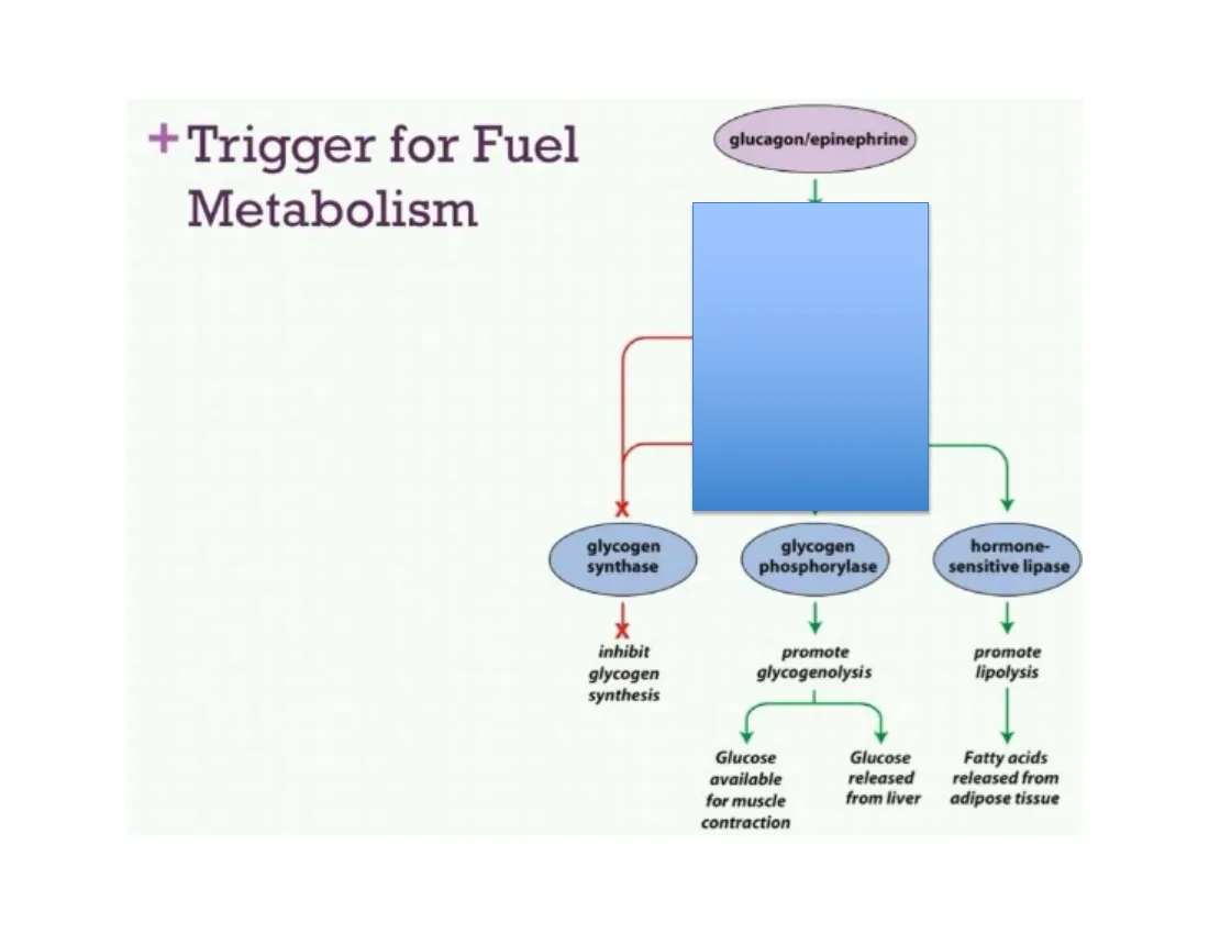 Glucagon and epinephrine launching a cascade that breaks down glycogen, shuts off glycogen synthesis, and frees stored fat.