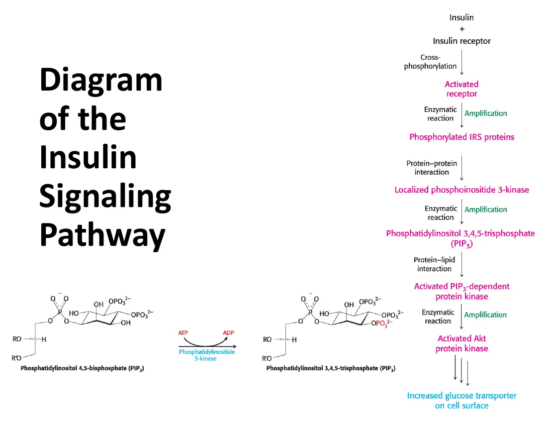 Insulin binding its pre-dimerized receptor, cross-phosphorylation, IRS recruiting PI3K, PIP2 to PIP3, Akt driving GLUT4 translocation and glycogen synthesis.