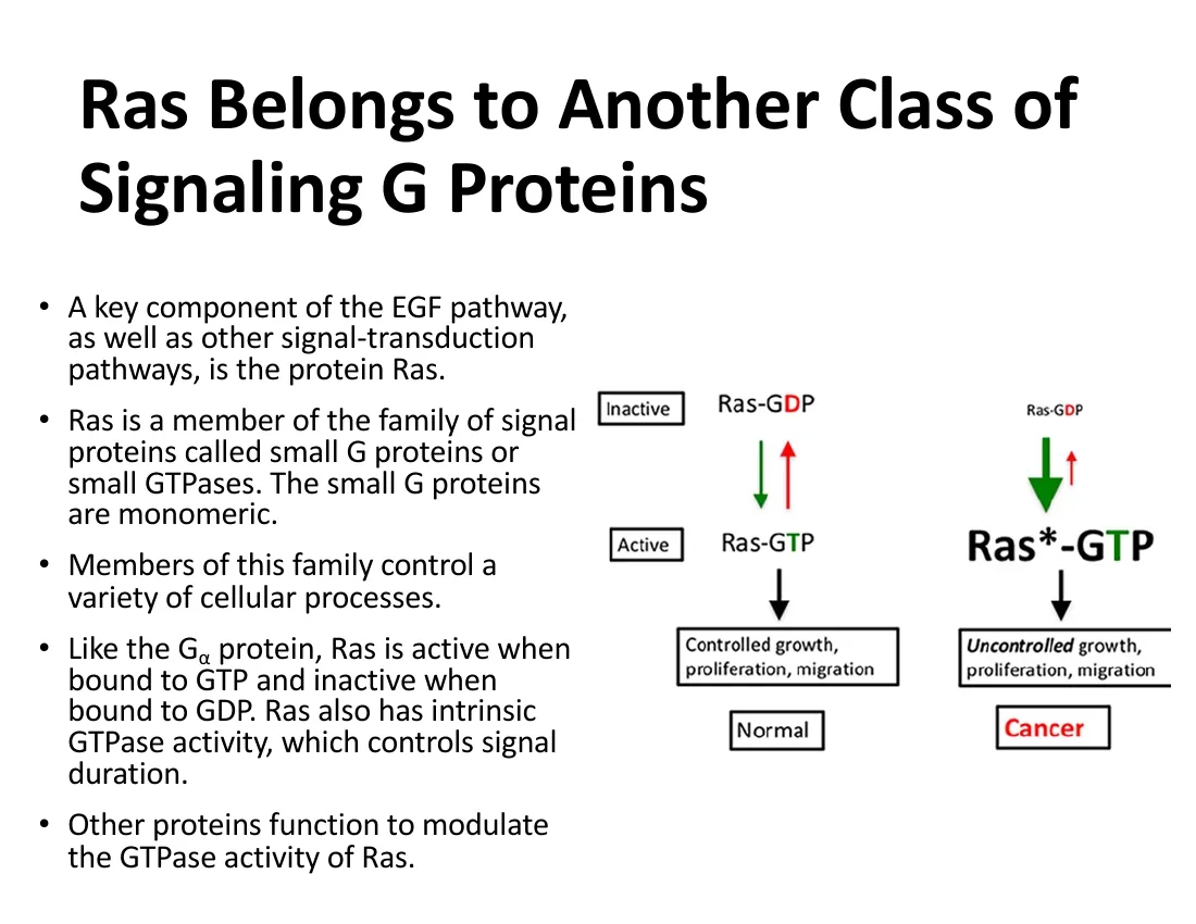 Ras cycling between inactive GDP-bound and active GTP-bound states, activated by RTKs and driving the Raf-MEK-ERK cascade.