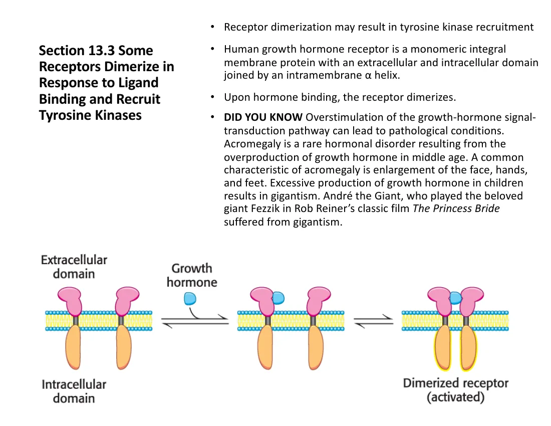 A growth hormone bringing two receptor chains together, recruiting JAKs that cross-phosphorylate and then phosphorylate STATs.