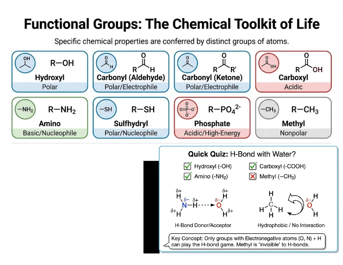 A reference grid of functional groups — hydroxyl, carbonyl, carboxyl, amino, phosphate, sulfhydryl (polar/charged) and methyl (nonpolar) — with a quick quiz on which can hydrogen-bond with water.
